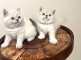 SAFKAN OYUNCU BRITISH BLUE POINT BEBEĞİM
