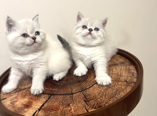 Safkan Oyuncu British Blue Point Bebeği̇m