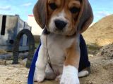 Irk Ve Sağlık Garantili Beagle Bebeklerimiz Teslime Hazır