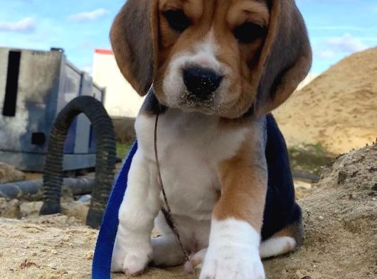 Irk Ve Sağlık Garantili Beagle Bebeklerimiz Teslime Hazır görsel
