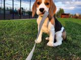 Irk ve sağlık garantili beagle bebeklerimiz teslime hazır