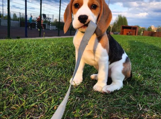 Irk Ve Sağlık Garantili Beagle Bebeklerimiz Teslime Hazır