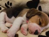 Irk Ve Sağlık Garantili Beagle Bebeklerimiz Teslime Hazır