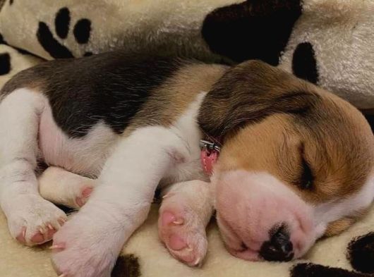 Irk Ve Sağlık Garantili Beagle Bebeklerimiz Teslime Hazır görsel