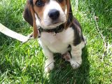Irk Ve Sağlık Garantili Beagle Bebeklerimiz Teslime Hazır