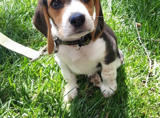 Irk Ve Sağlık Garantili Beagle Bebeklerimiz Teslime Hazır görsel