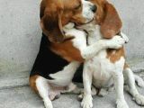 Irk Ve Sağlık Garantili Beagle Bebeklerimiz Teslime Hazır