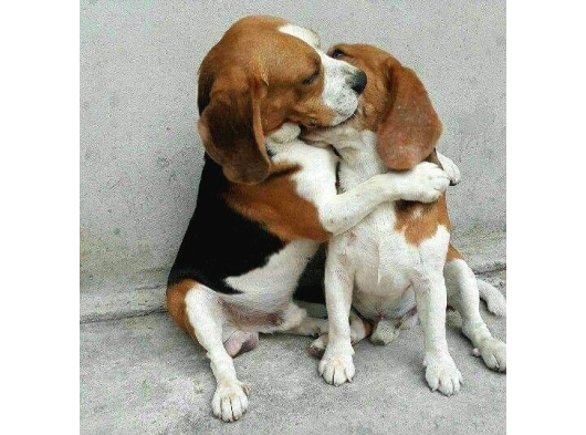 Irk Ve Sağlık Garantili Beagle Bebeklerimiz Teslime Hazır görsel