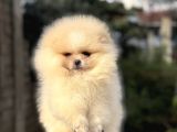 Üst Kali̇te Ayicik Surat Pomeri̇an Boo