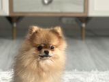 Ayı surat boo