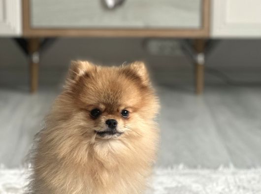 Ayı Surat Boo