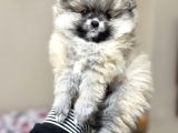 Pomeranian Yavrular Kg Garantili