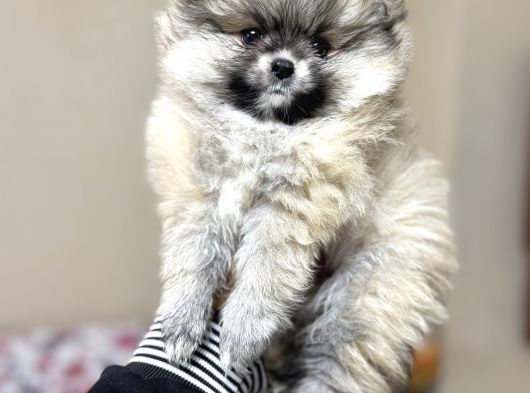 Pomeranian Yavrular Kg Garantili görsel