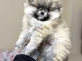 Pomeranian Yavrular Kg Garantili