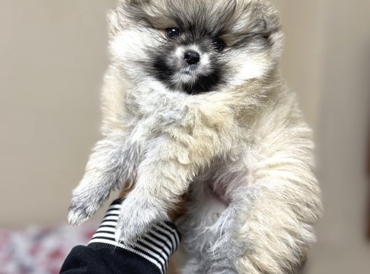 Pomeranian Yavrular Kg Garantili görsel
