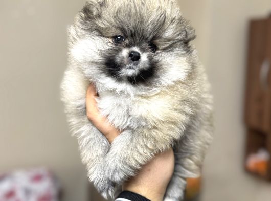 Pomeranian Yavrular Kg Garantili görsel