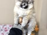 Pomeranian Teacup Yavrular Kg Garantili