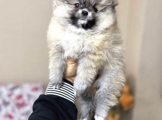 Pomeranian Teacup Yavrular Kg Garantili görsel
