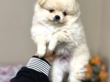 Pomeranian Yavrular Kg Garantili