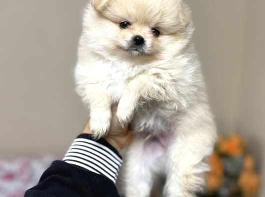 Pomeranian Yavrular Kg Garantili görsel