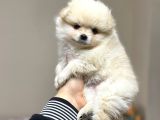 Pomeranian yavrular kg garantili