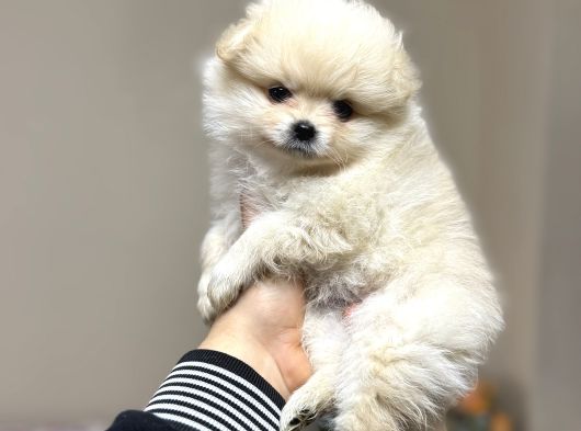 Pomeranian Yavrular Kg Garantili
