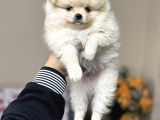 Pomeranian Teacup Yavrular Kg Garantili
