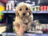 Maltipoo Bebeğimiz Tüy Dökmez Koku Yapmaz