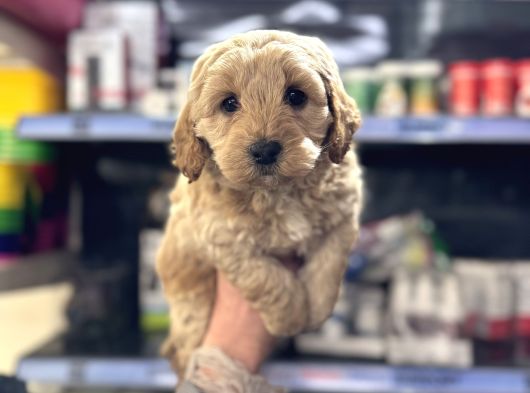 Maltipoo Bebeğimiz Tüy Dökmez Koku Yapmaz görsel