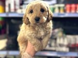 Maltipoo bebeğimiz tüy dökmez koku yapmaz