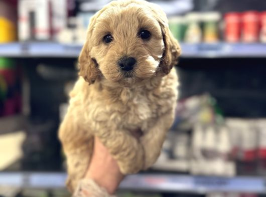 Maltipoo Bebeğimiz Tüy Dökmez Koku Yapmaz