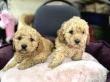 Apricot Toy Poodle Yavrularımız