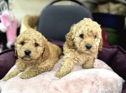 Apricot Toy Poodle Yavrularımız görsel