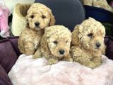 Apricot Toy Poodle Yavrularımız