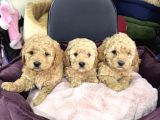 Apricot Toy Poodle Yavrular