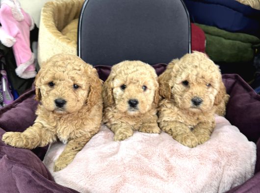 Apricot Toy Poodle Yavrular görsel