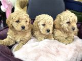 Apricot toy poodle yavrular