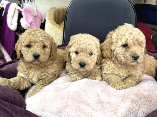 Apricot Toy Poodle Yavrular görsel