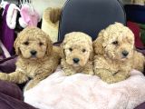 Apricot Toy Poodle Yavrularımız