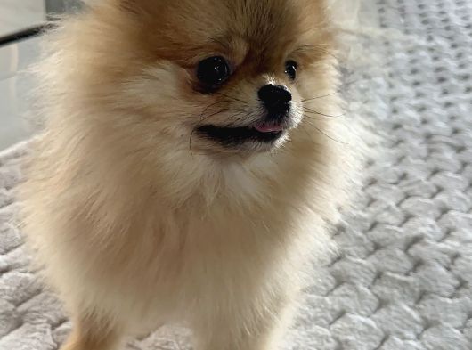 Ayı Surat Boo görsel