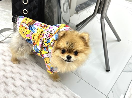 Ayı Surat Boo görsel