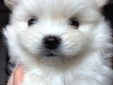 Pomerian 2 Ay Bebek