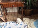 Pomerian 2 Ay Bebek