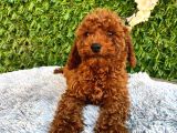 Erkek Toy poodle
