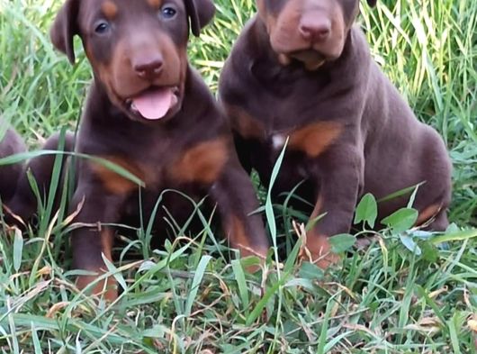 King Doberman Yavrular görsel