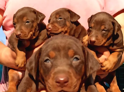 King Doberman Yavrular