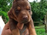 King Doberman Yavrular