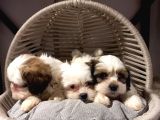 A Kalite Shihtzu Bebeklerimiz