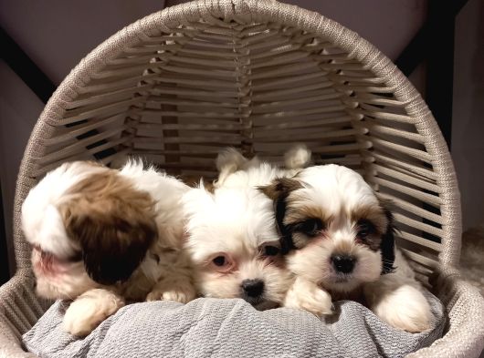 A Kalite Shihtzu Bebeklerimiz görsel