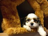 A Kalite Shihtzu Bebeklerimiz